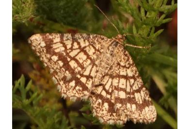 <i>Chiasmia clathrata</i>