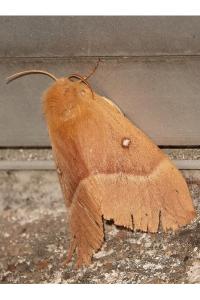 <i>Lasiocampa quercus</i>