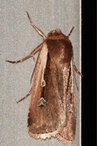<i>Ochropleura plecta</i>
