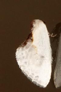 <i>Cilix glaucata</i>