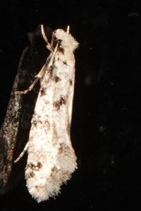 <i>Nemapogon</i>
