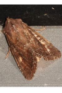 <i>Lacanobia oleracea</i>