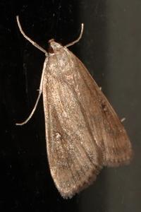 <i>Parapoynx stratiotata</i>