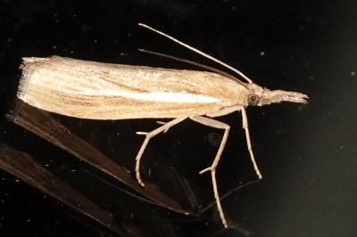 <i>Agriphila tristella</i>