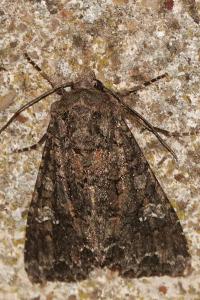 <i>Mamestra brassicae</i>