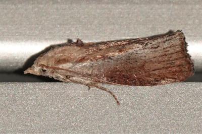 <i>Galleria mellonella</i>