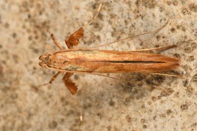<i>Caloptilia hemidactylella</i>