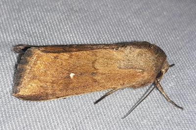 Mythimna albipuncta