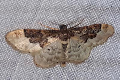 <i>Idaea rusticata</i>
