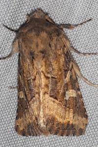 <i>Luperina dumerilii</i>