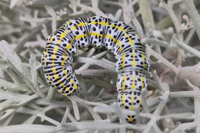 <i>Cucullia tanaceti</i>