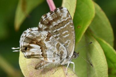 <i>Cacyreus marshalli</i>
