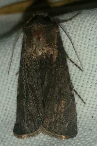 <i>Agrotis segetum</i>
