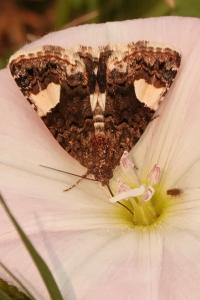 <i>Tyta luctuosa</i>