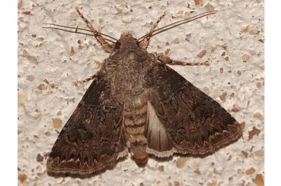 <i>Agrotis bigramma</i>