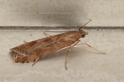 <i>Nomophila noctuella</i>