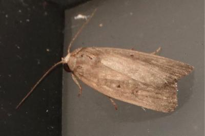 <i>Proxenus hospes</i>