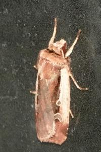 <i>Ochropleura plecta</i>