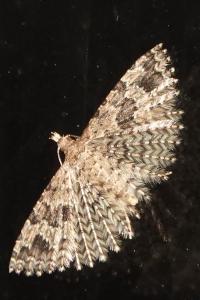 <i>Alucita hexadactyla</i>