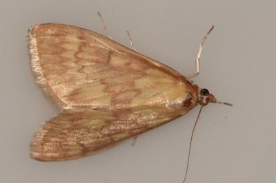 <i>Ostrinia nubilalis</i>