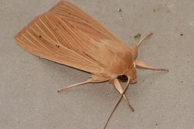 <i>Mythimna pallens</i>