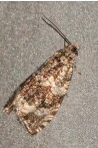 <i>Celypha lacunana</i>