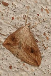 <i>Evergestis forficalis</i>