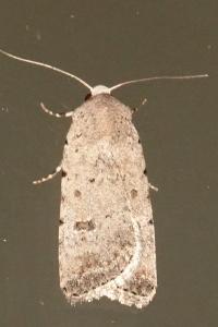 <i>Caradrina clavipalpis</i>