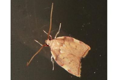 <i>Carcina quercana</i>