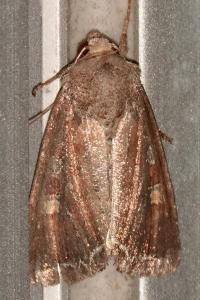 <i>Lacanobia oleracea</i>