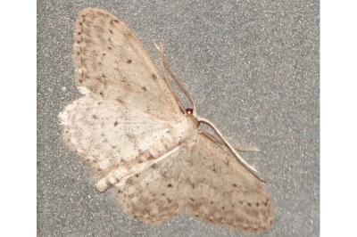 <i>Idaea seriata</i>