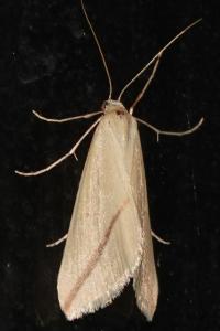 <i>Rhodometra sacraria</i>