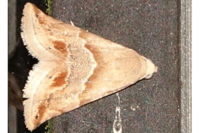 <i>Eublemma parva</i>