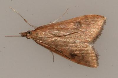 <i>Udea ferrugalis</i>