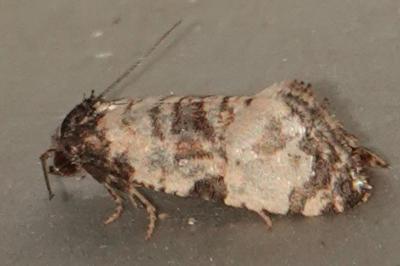 <i>Cochylis dubitana</i>