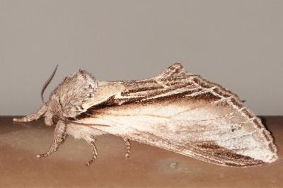 <i>Pheosia tremula</i>