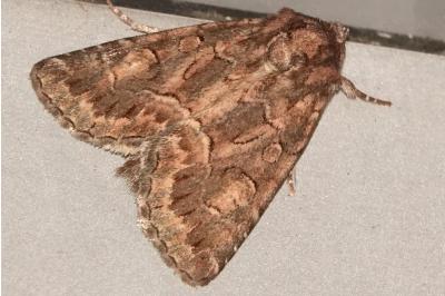 <i>Thalpophila matura</i>