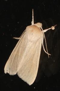 <i>Mythimna pallens</i>