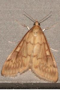 <i>Ostrinia nubilalis</i>