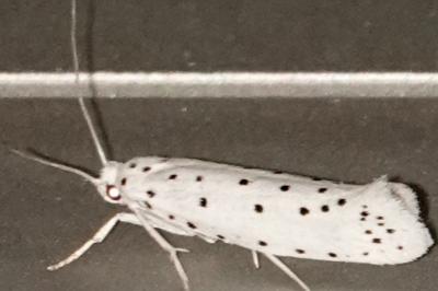 <i>Yponomeuta</i>