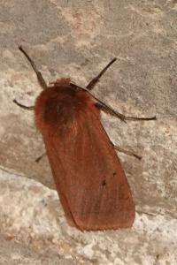 <i>Phragmatobia fuliginosa</i>