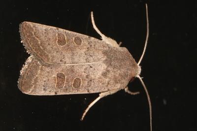 <i>Hoplodrina ambigua</i>