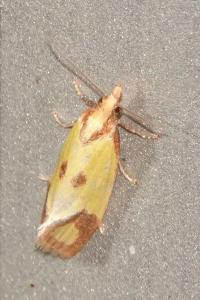 <i>Agapeta zoegana</i>