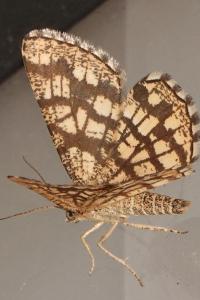 <i>Chiasmia clathrata</i>