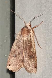<i>Noctua pronuba</i>