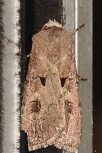 <i>Agrotis exclamationis</i>