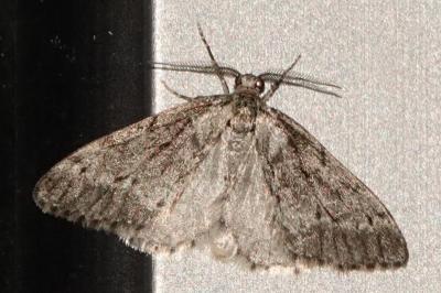 <i>Tephronia sepiaria</i>