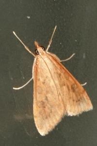 <i>Udea ferrugalis</i>