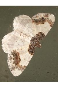 <i>Ligdia adustata</i>