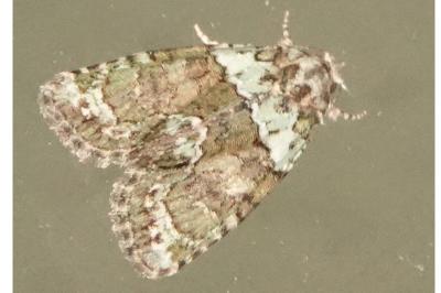 <i>Cryphia algae</i>
